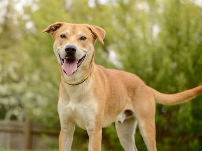 Donny | Crossbreed | Kenilworth (West Midlands) - 3