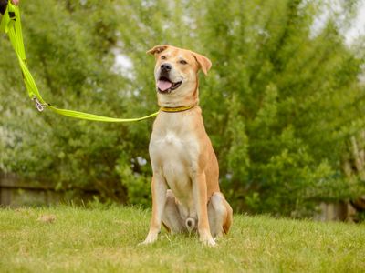 Donny | Crossbreed | Kenilworth (West Midlands) - 5
