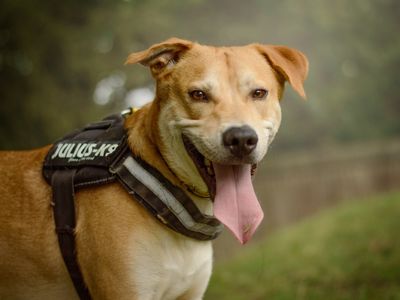 Donny | Crossbreed | Kenilworth (West Midlands) - 2