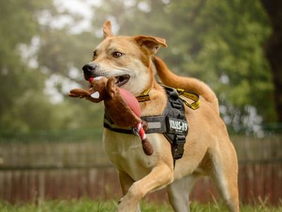 Donny | Crossbreed | Kenilworth (West Midlands) - 4