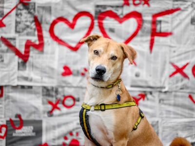 Donny | Crossbreed | Kenilworth (West Midlands) - 5