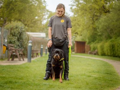 Chester | Rottweiler | Kenilworth (West Midlands) - 3