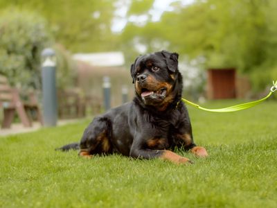 Chester | Rottweiler | Kenilworth (West Midlands) - 5