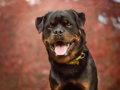 Chester | Rottweiler | Kenilworth (West Midlands) - 3