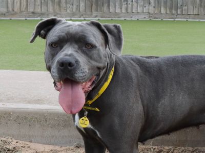 Dior (DeeDee) | Italian Corso Dog Cross | Evesham (Worcestershire) - 5