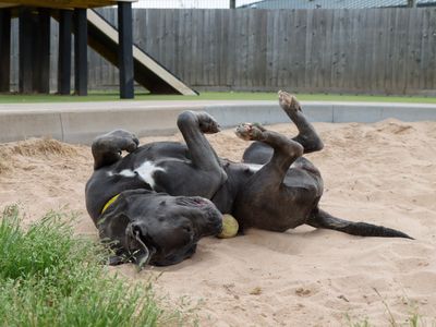 Dior (DeeDee) | Italian Corso Dog Cross | Evesham (Worcestershire) - 3