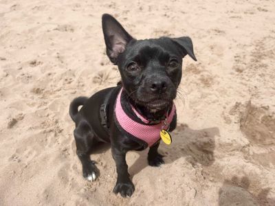 Lilo | Terrier (Jack Russell) Cross | Leeds - 5