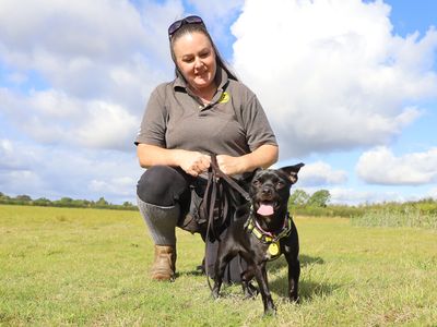 Lilo | Terrier (Jack Russell) Cross | Leeds - 3