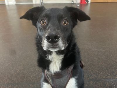 Milo | Collie (Smooth) | Shrewsbury (Shropshire) - 2