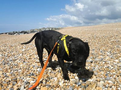Bernie | Terrier (Staffordshire Bull) | Shoreham (Sussex) - 3
