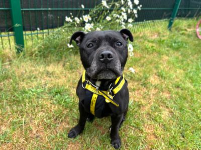 Bernie | Terrier (Staffordshire Bull) | Shoreham (Sussex) - 5