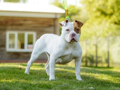 Siren | Bulldog Cross | Kenilworth (West Midlands) - 5