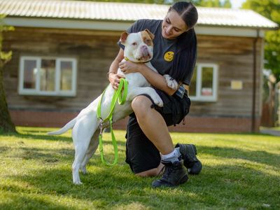 Siren | Bulldog Cross | Kenilworth (West Midlands) - 3
