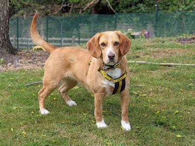 Daisy | Beagle Cross | Merseyside (Liverpool) - 2