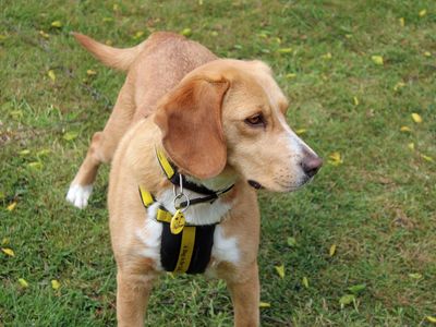 Daisy | Beagle Cross | Merseyside (Liverpool) - 3
