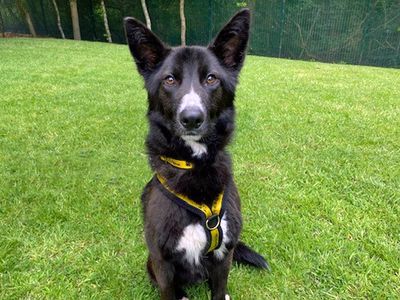 Sonic | Collie (Border) Cross | Merseyside (Liverpool) - 2