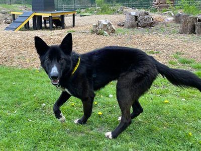 Sonic | Collie (Border) Cross | Merseyside (Liverpool) - 3