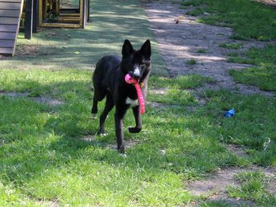Sonic | Collie (Border) Cross | Merseyside (Liverpool) - 4