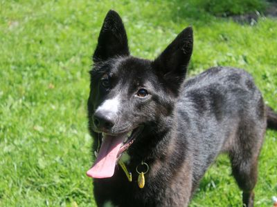 Sonic | Collie (Border) Cross | Merseyside (Liverpool) - 2