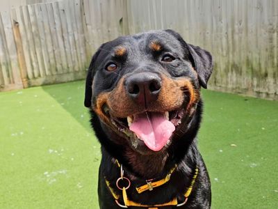 Lady | Rottweiler | Salisbury (Wiltshire) - 5