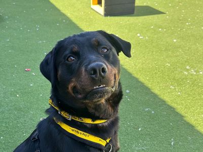 Lady | Rottweiler | Salisbury (Wiltshire) - 3