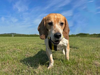 Sawyer | Beagle | Shoreham (Sussex) - 3