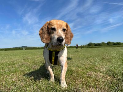Sawyer | Beagle | Shoreham (Sussex) - 5