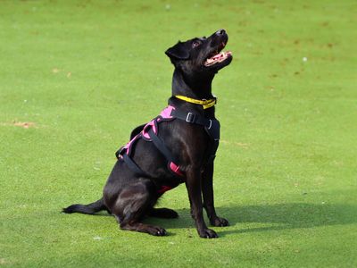 Tink | Terrier (Patterdale) | Manchester - 5