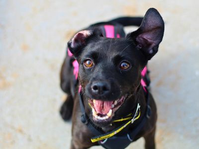 Tink | Terrier (Patterdale) | Manchester - 3