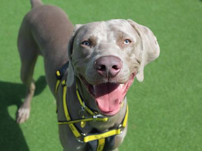 Sheldon | Weimaraner | Glasgow - 1
