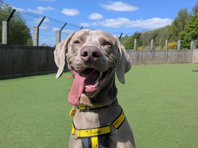 Sheldon | Weimaraner | Glasgow - 3