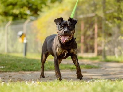 Gent | Terrier (Staffordshire Bull) | Kenilworth (West Midlands) - 3