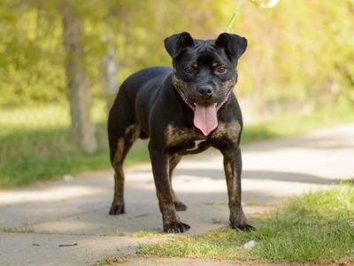 Gent | Terrier (Staffordshire Bull) | Kenilworth (West Midlands) - 2