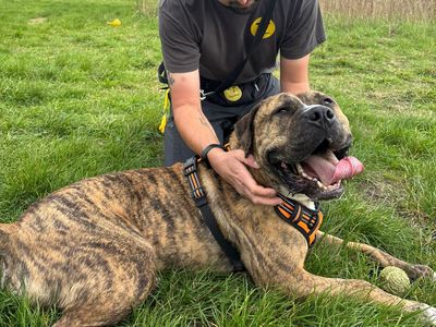 Eddie | Bullmastiff | Shrewsbury (Shropshire) - 4