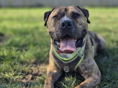 Ed, a 2 years old male Bullmastiff available for adoption from Dogs Trust in Shropshire