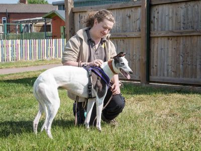 Ethel | Greyhound | Loughborough - 5