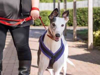 Ethel | Greyhound | Loughborough - 3