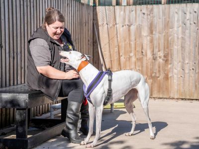 Ethel | Greyhound | Loughborough - 5