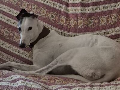 Ethel | Greyhound | Loughborough - 3