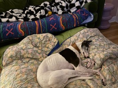 Ethel | Greyhound | Loughborough - 5