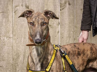 Tigger, a 4 years old male Greyhound available for adoption from Dogs Trust in Loughborough