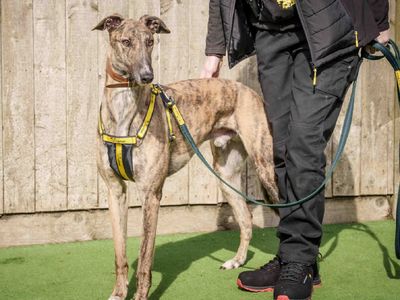 Tigger | Greyhound | Loughborough - 3