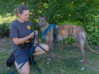 Tigger | Greyhound | Loughborough - 1