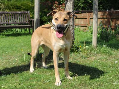 Lillie | German Shepherd Dog Cross | Newbury (Berkshire) - 1