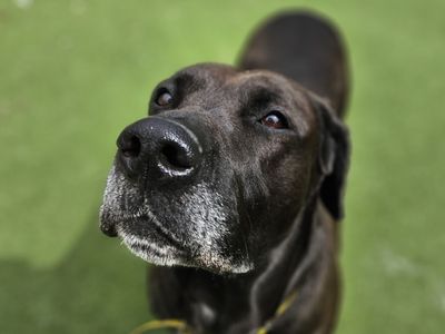 Lulu | Retriever (Labrador) Cross | Newbury (Berkshire) - 3