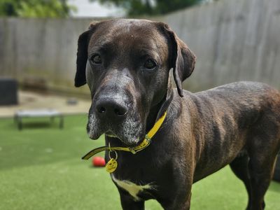 Lulu | Retriever (Labrador) Cross | Newbury (Berkshire) - 2
