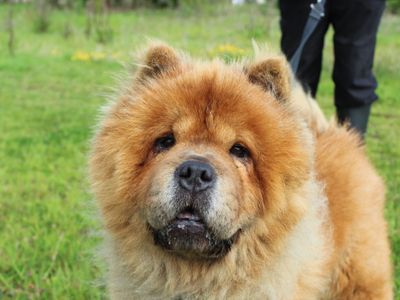 Valencia | Chow Chow | Newbury (Berkshire) - 3