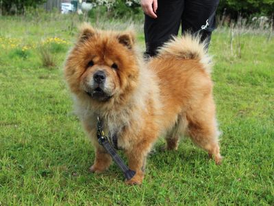 Valencia | Chow Chow | Newbury (Berkshire) - 2