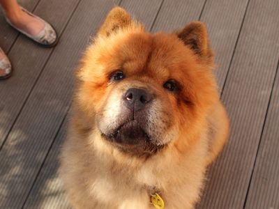 Valencia | Chow Chow | Newbury (Berkshire) - 5