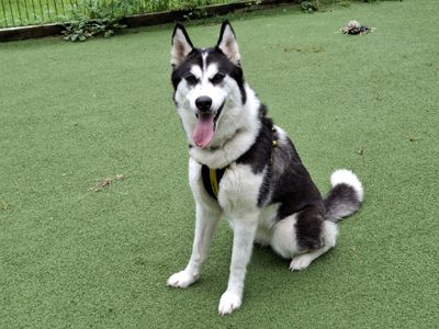 Mia | Siberian Husky Cross | Ilfracombe - 5